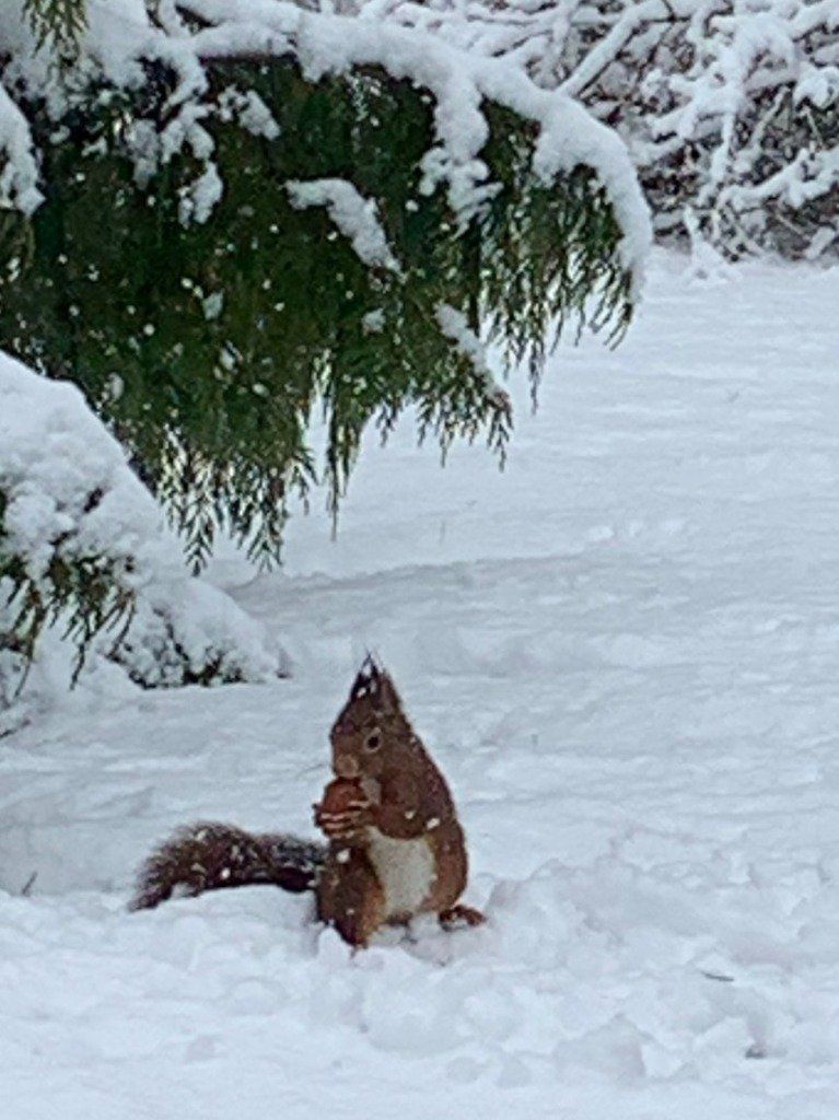 l'écureuil sur la neige
